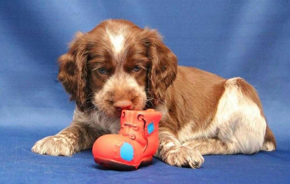 Самые сладкие малыши РОС