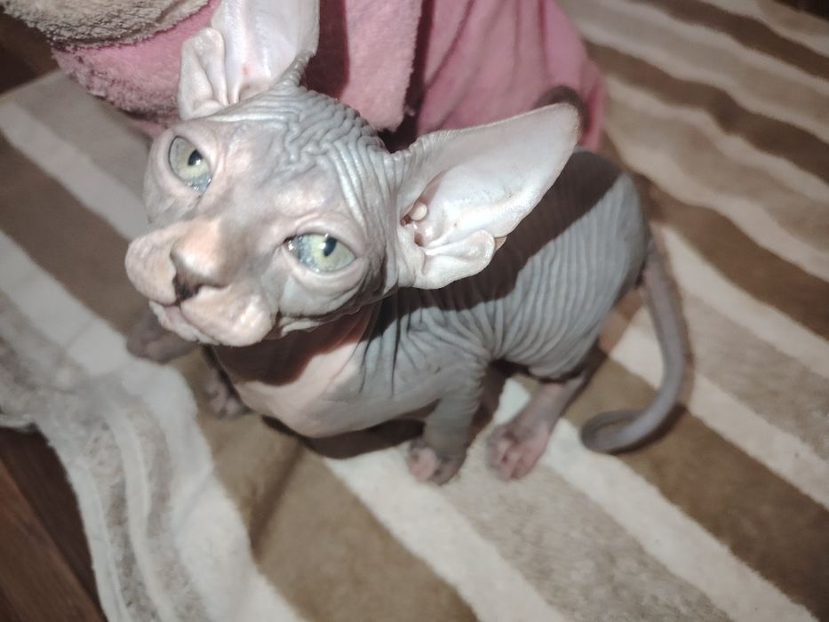 Котенок  канадский сфинкс, девочка