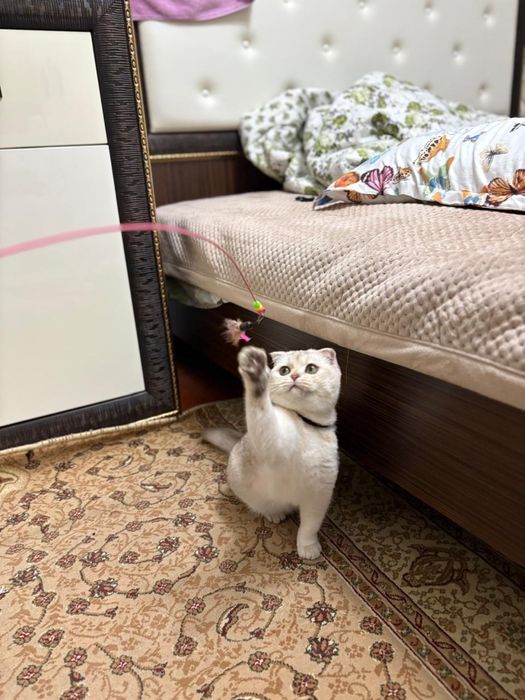 Продам шотландского котенка