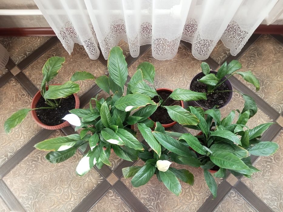 Комнатные растения