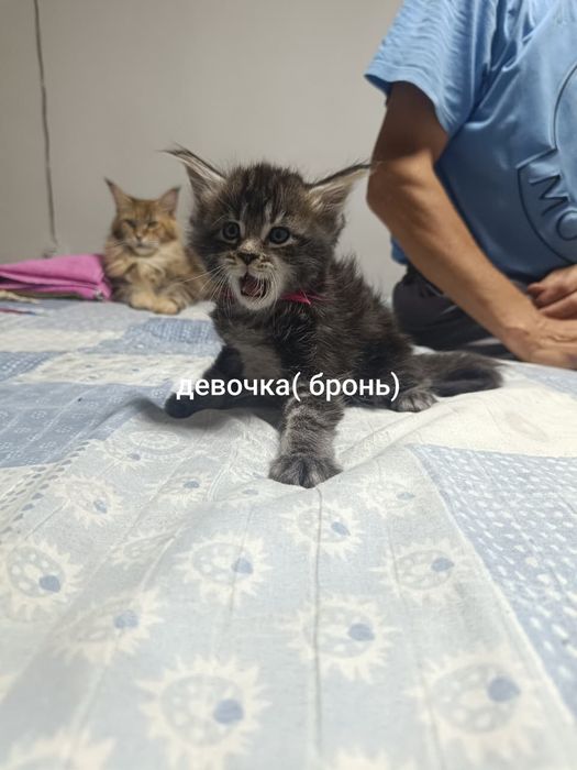 Продам котят Мэйн-Кун