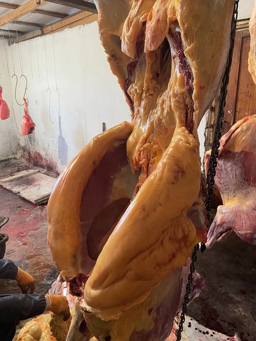 Семіз Байталдар сатылады