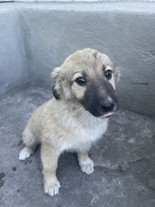 Щенок Девочка (2 мес)