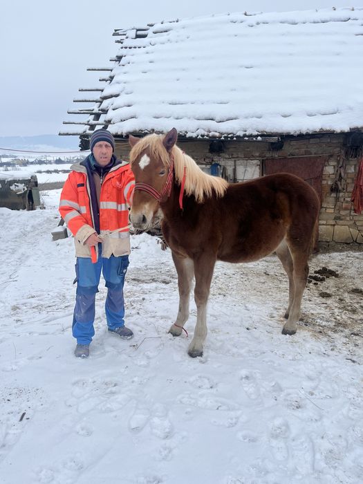 Vand mănză de 8 luni pret 1500 de euro