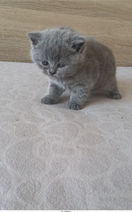 Британска късокосместа 550лв