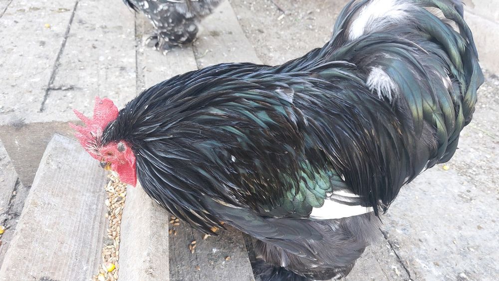 Cochinchina pitic  100 lei