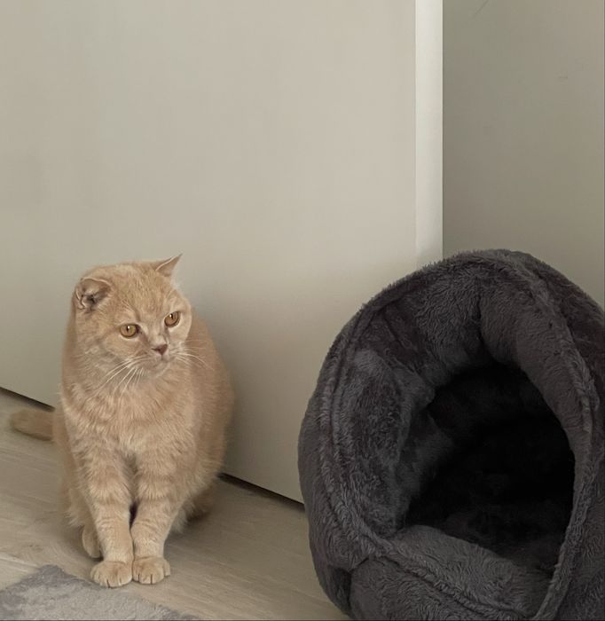 Передержка котиков