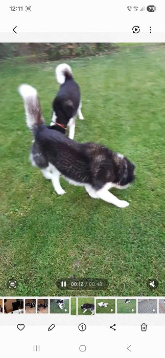 Husky Siberian rasa pura