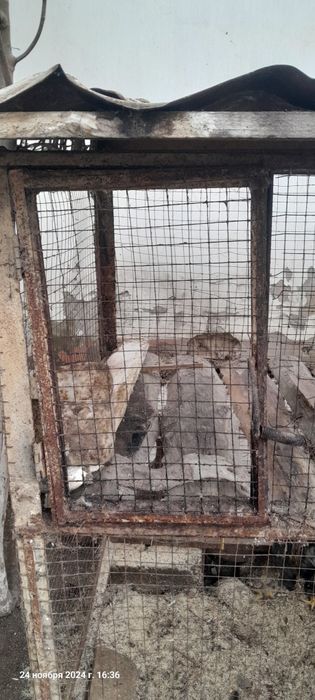 Товук катак сотилади 500000