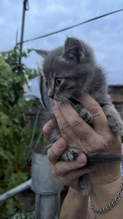 Котята мальчики | 2 месяца