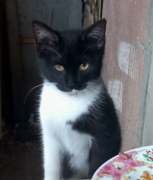 Котёнок в добрые руки