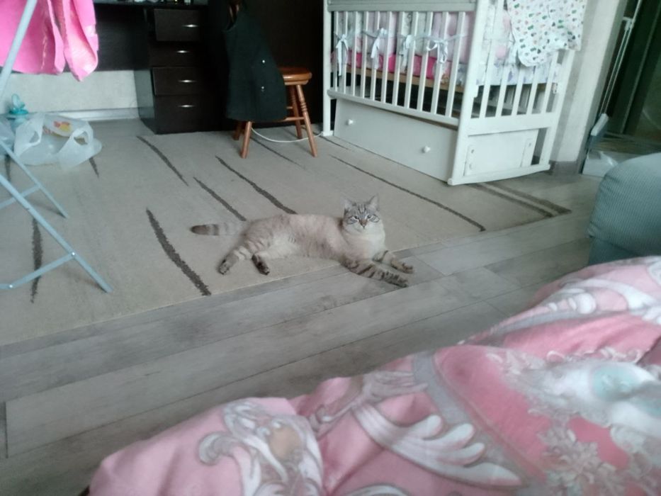 Пропал кот, просим о помощи