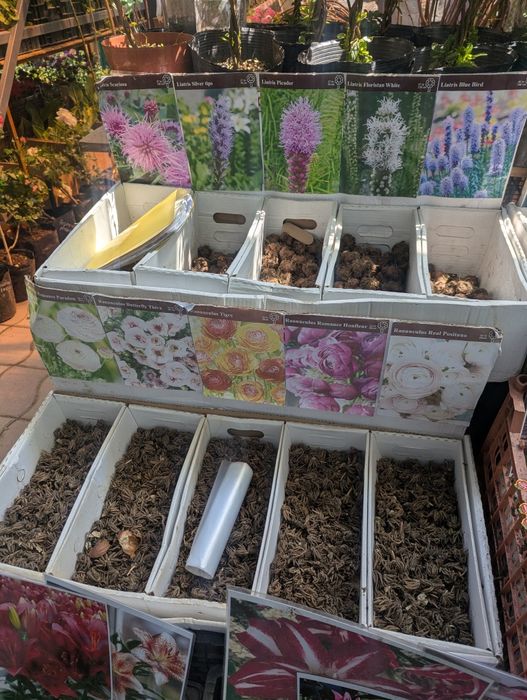 Продаются различные цветы