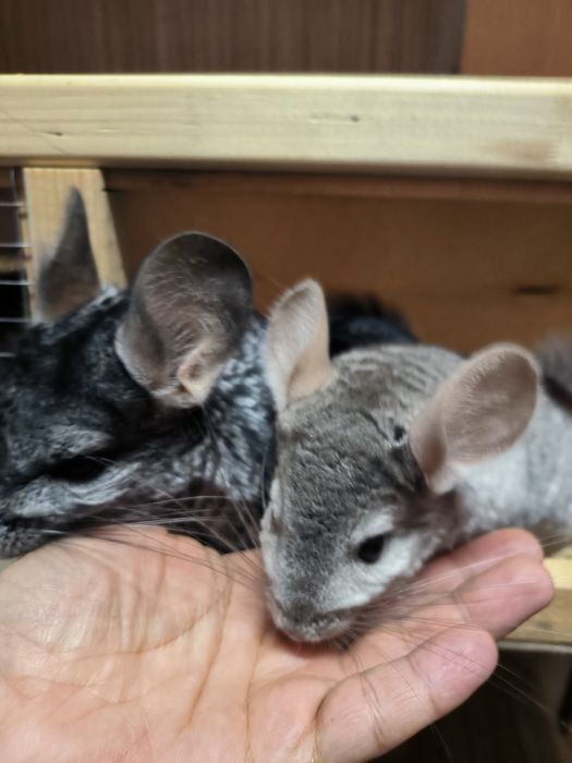 Шиншиллы, мальчики