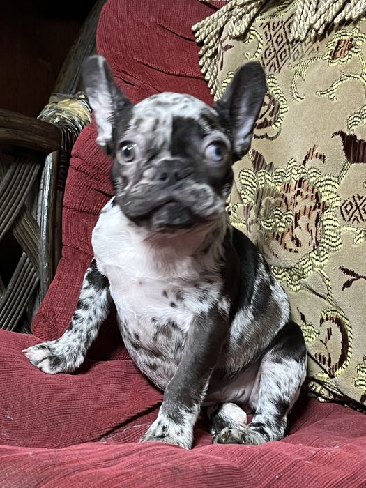 Эксклюзивные французики