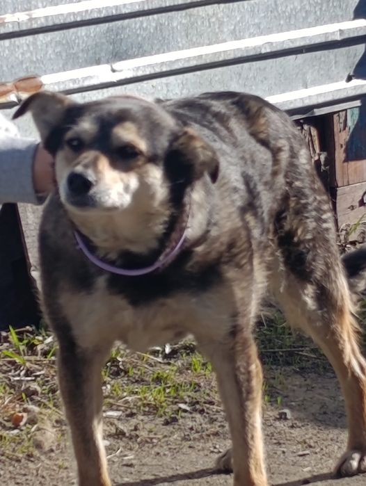 Отдам в добрые руки