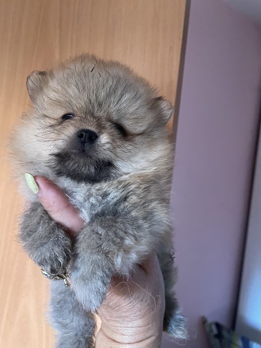 Щенки померанского шпица