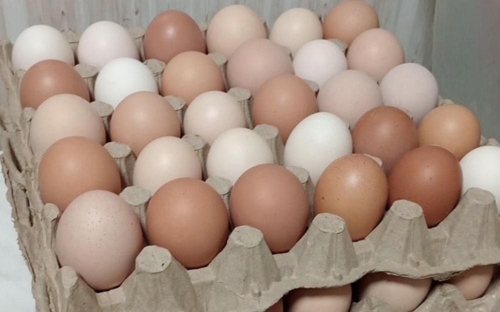 Продам домашние яйца