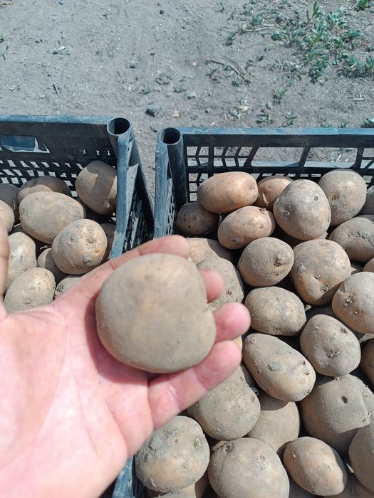 Картошка семенная 2500 за ящик