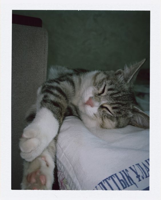 Кошка в добрые руки