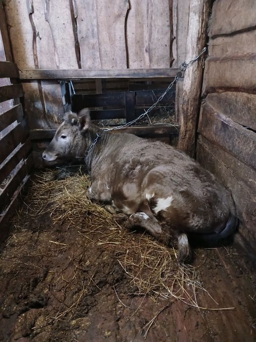 Продам молодняк с откорма 4 головы оптом