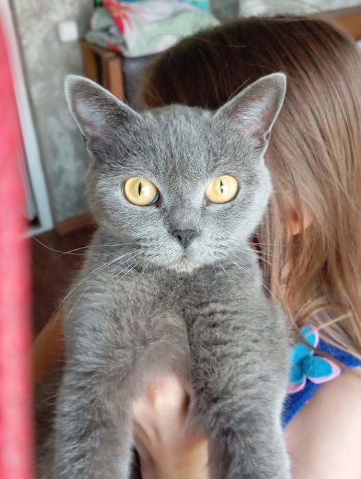 Продаю  британских котят