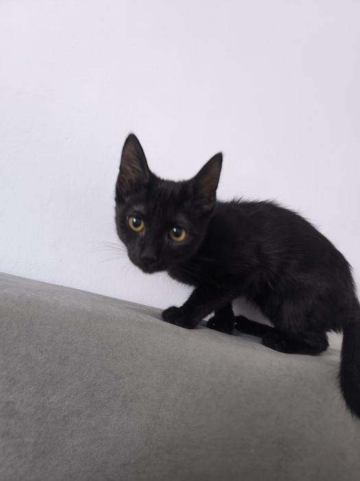 Отдам даром котёнка