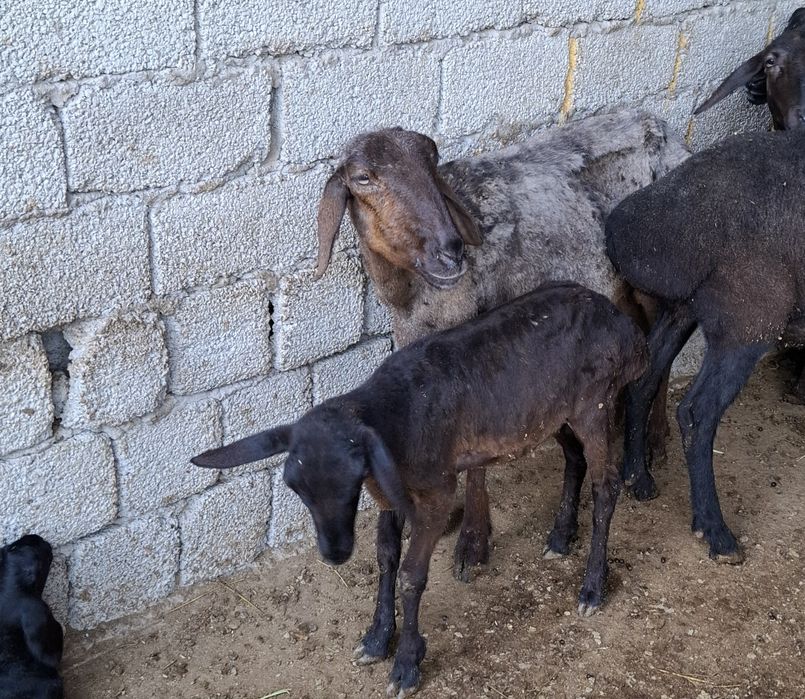Ona bola qo‘ylar sotiladi