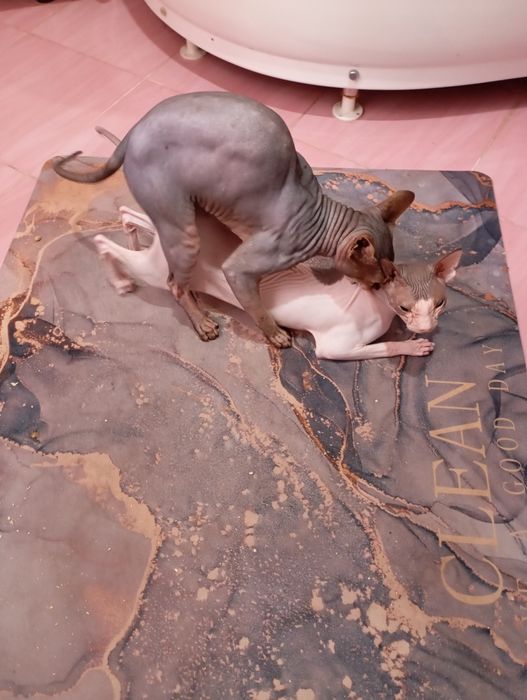 Канадский сфинкс вязка