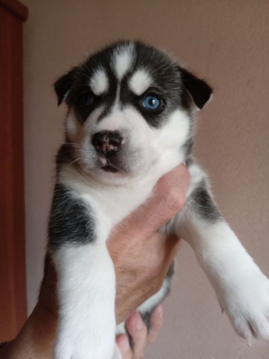 Продаю щенков ХАСКИ!