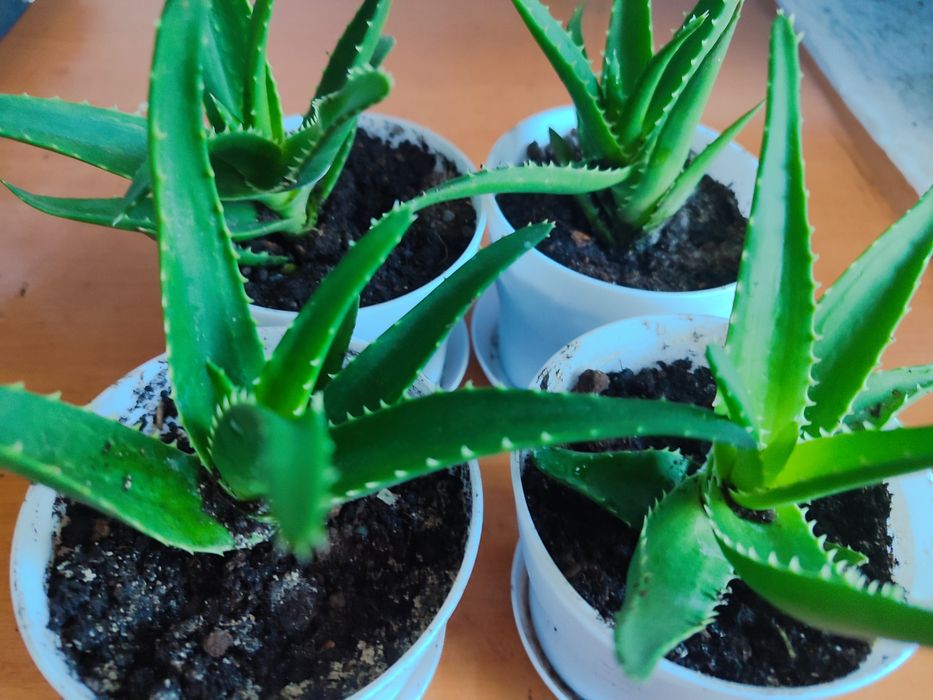 Продам  лечебный Алоэ.