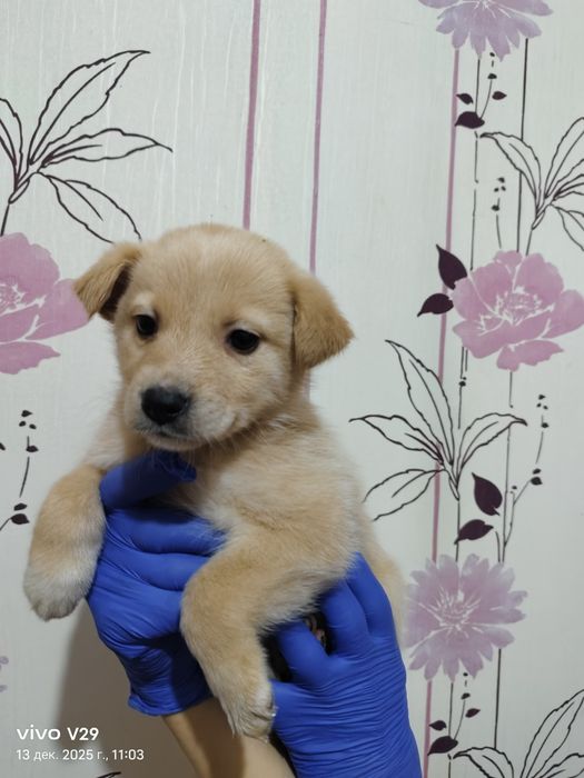 Ищем дом для щенков!