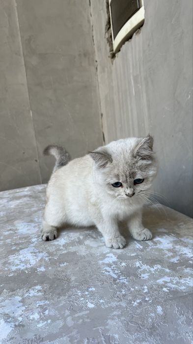 Point serebristi chinchilla toza qon sog’lom