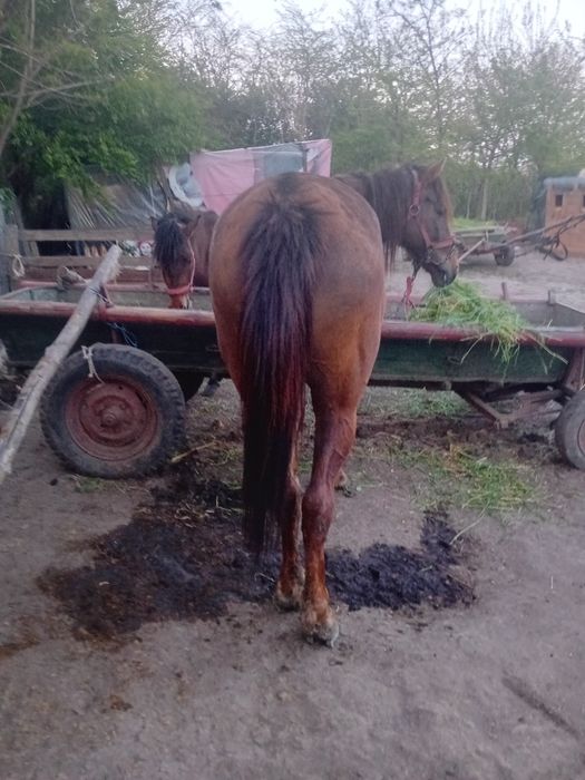De vanzare iapa de 8 pe 9 ani cuminte