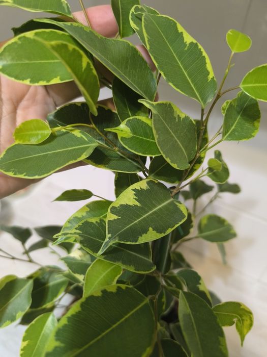 Фикус Бенджаминова