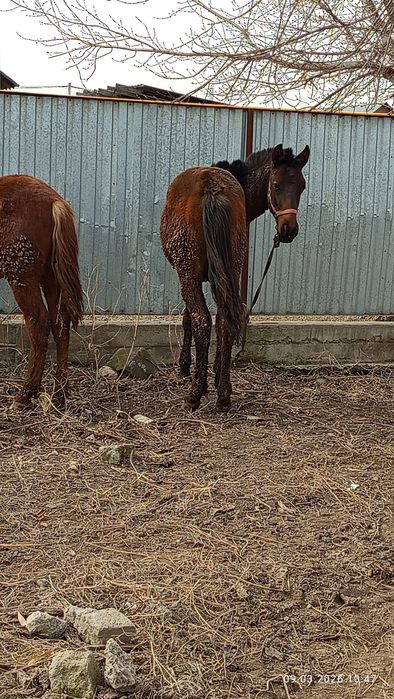 Продам два жеребчика спокойный