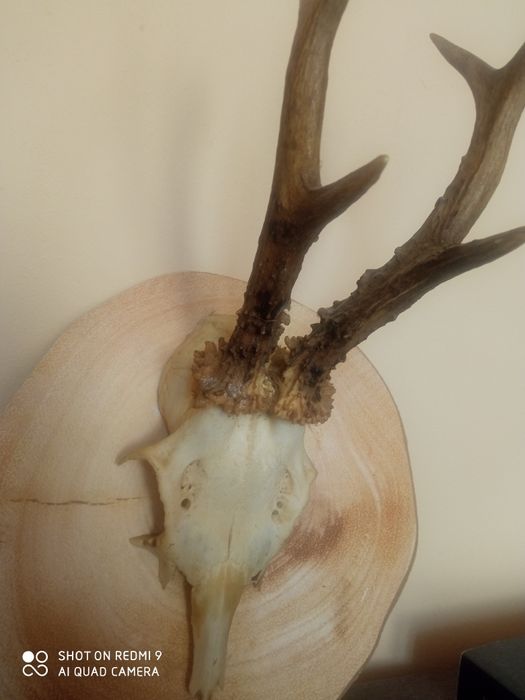 Рога от  сръндак