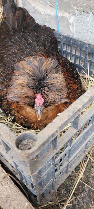 Ouă pentru incubat gaini moțate