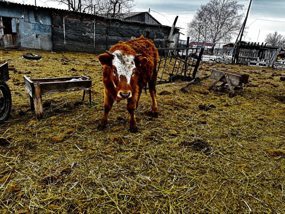 Торпақ сатылады