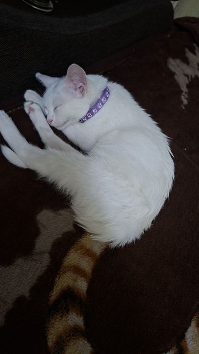 Mushuk tekinga beriladi