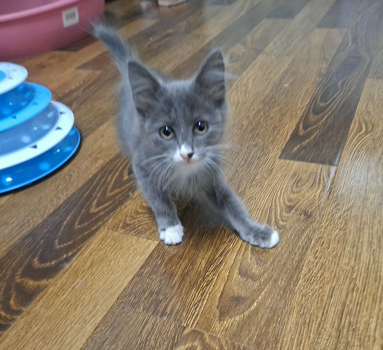 Котята хорошие руки