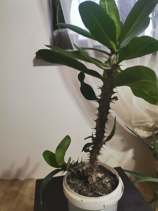 Молочай в пластиковом видре