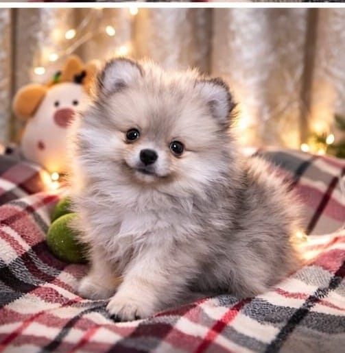 Продам щенков шпица