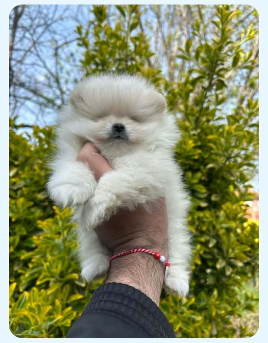 ПОМЕРАН/ПОМЕРАНИ