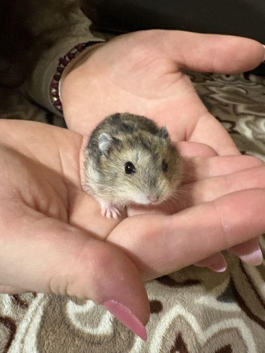 Donez pui de hamster pitic