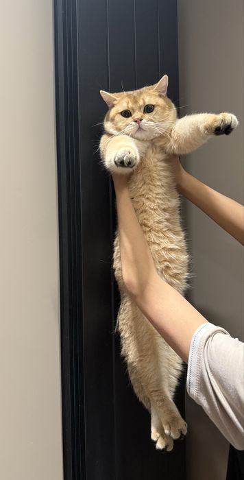 СКИДКА!!!Срочно британскую золотую шиншиллани сотаман