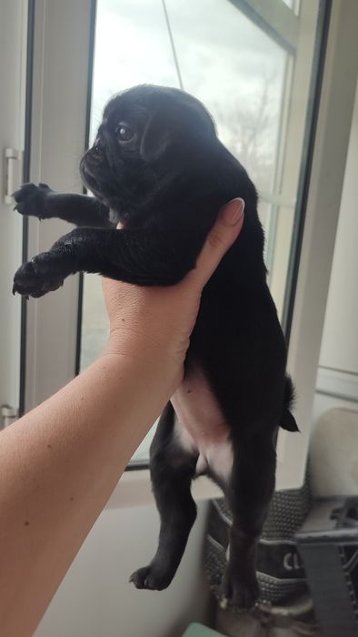 Продажа щенков мопсы