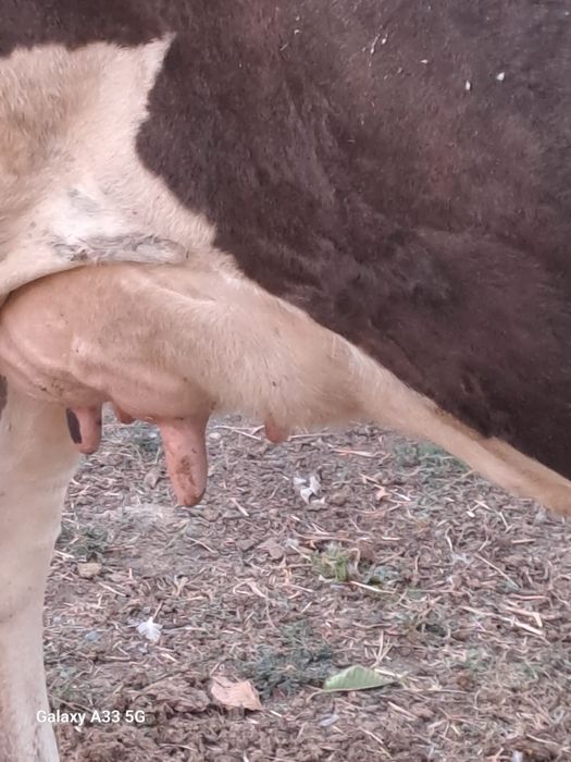 Голштинский корова