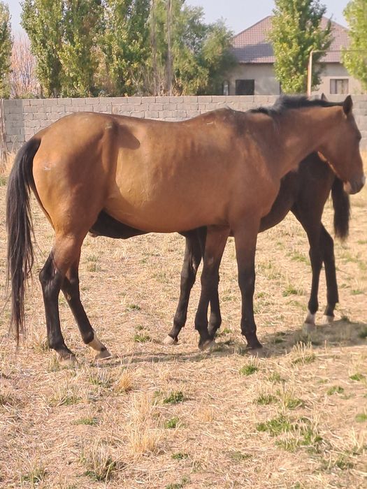 Прадам кабыла Ахилтеке