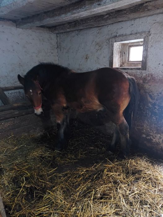 Mânz murg de vânzare